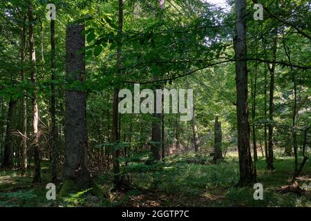 Summertime deciduous forest with broken dead spruce trees after bark beetle outbreak, Bialowieza Forest,Poland,Europe Stock Photo