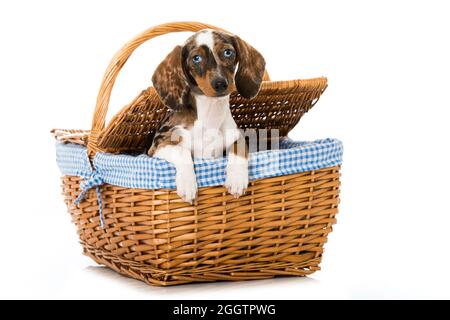Tiger dachshund sitting in a basket isolated on white background Stock Photo