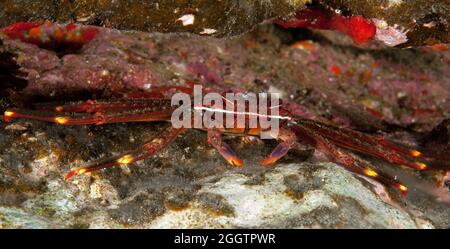Klippenkrabbe / (Grapsus adscensionis)