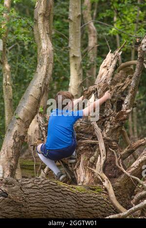 Young boy delight, surprise, explore, exercising, climbing, clambering, balancing on a fallen dead tree trunk in woodland. Nature finding and discover Stock Photo
