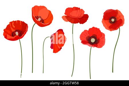 Set of red poppies on white background Stock Vector