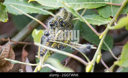 Buff-tip (Phalera bucephala) caterpillars eating leaf Stock Photo