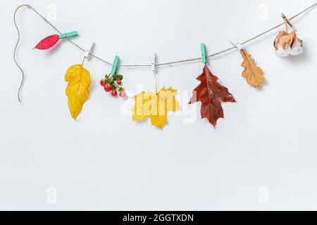Autumn leaves background or banner. Maple and oak leaves, cotton box on clothespins on white background. Mockup, Flat lay, top view, copy space. Autum Stock Photo