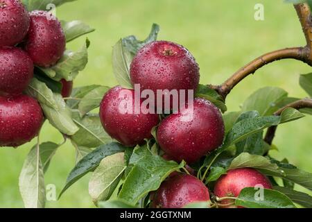 apple (Malus domestica 'Gaia', Malus domestica Gaia), apples on a tre, cultivar Gaia Stock Photo