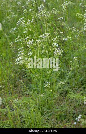 cow parsley, wild chervil (Anthriscus sylvestris), blooming , Germany Stock Photo