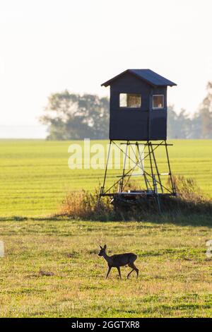 roe deer (Capreolus capreolus), in a field in front of a raised hide in morning sun, Germany, Mecklenburg-Western Pomerania, Ruegen Stock Photo
