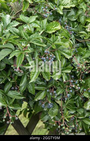 Virginia creeper, Woodbine berry (Parthenocissus quinquefolia var. engelmannii, Parthenocissus quinquefolia 'Engelmannii', Parthenocissus Stock Photo