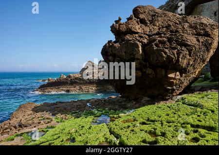 Green moss on rock at the shore Stock Photo