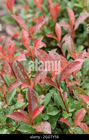 Fraser photinia (Photinia x fraseri 'Camilvy', Photinia x fraseri ...