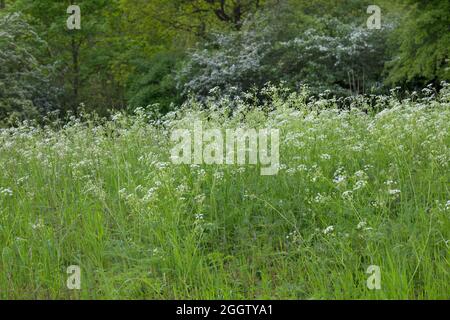 cow parsley, wild chervil (Anthriscus sylvestris), blooming population, Germany Stock Photo