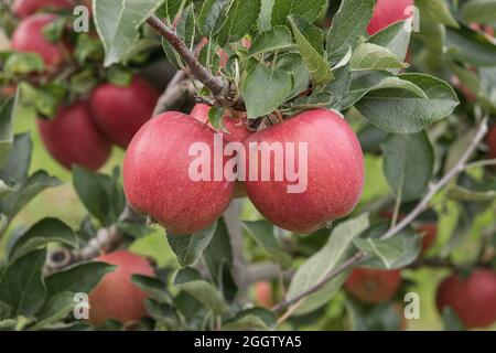apple (Malus domestica 'Braeburn', Malus domestica Braeburn), apples on a tre, cultivar Braeburn Stock Photo
