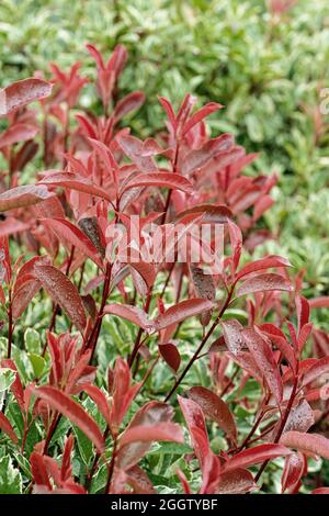 Fraser photinia (Photinia x fraseri 'Pink Marble', Photinia x fraseri Pink Marble, Photinia fraseri), leaves of cultivar Pink Marble, Germany Stock Photo