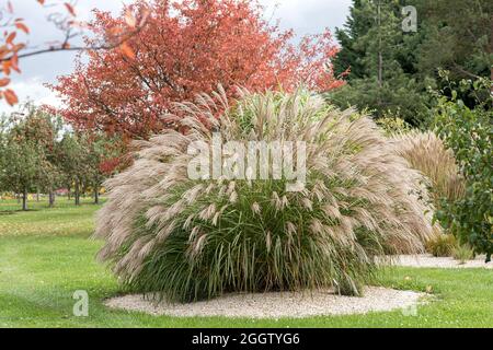 Chinese silver grass, Zebra grass, Tiger grass (Miscanthus sinensis 'Bogenlampe', Miscanthus sinensis Bogenlampe), cultivar Bogenlampe