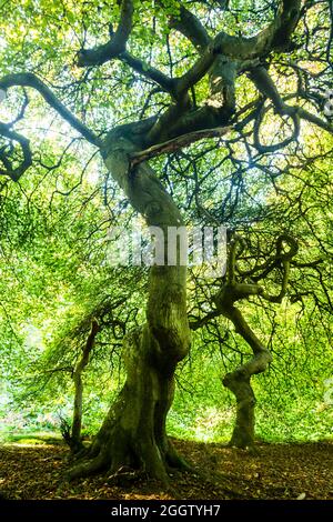 dwarf beech, twisted beech, parasol beech (Fagus sylvatica var. suentelensis),  at the witch forest, Ruegen, Germany, Mecklenburg-Western Pomerania Stock  Photo - Alamy
