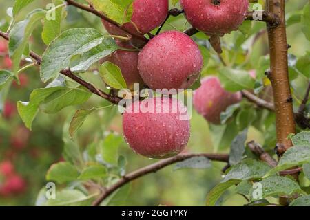 https://l450v.alamy.com/450v/2ggtyky/apple-malus-domestica-fuji-malus-domestica-fuji-apples-on-a-tre-cultivar-fuji-2ggtyky.jpg