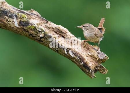 Eurasian wren (Troglodytes troglodytes), perched on a branch, Germany Stock Photo