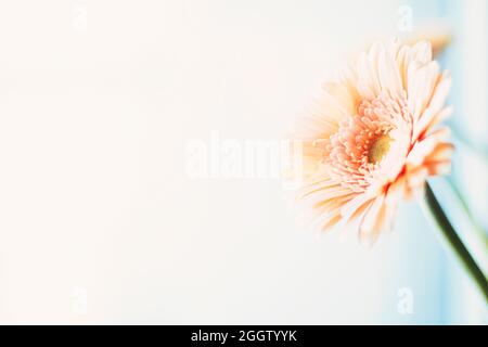Beauty of a daisy flower, floral art and beauty in nature Stock Photo