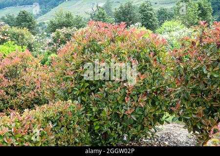 Fraser photinia (Photinia x fraseri 'Red Robin', Photinia x fraseri Red Robin, Photinia fraseri), leaves of cultivar Red Robin, Germany Stock Photo