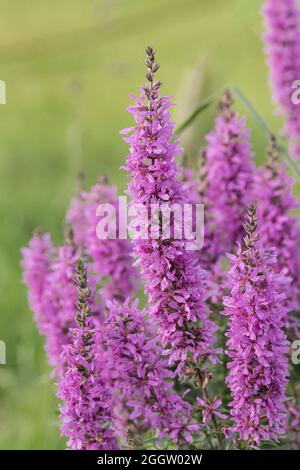 purple loosestrife, spiked loosestrife (Lythrum salicaria), blooming, Germany Stock Photo