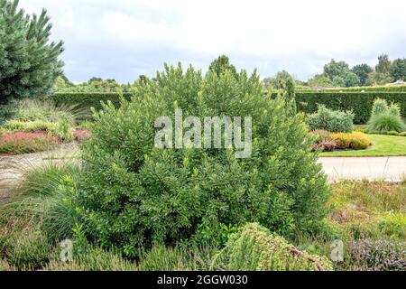 bog myrtle, sweet gale, sweet bayberry (Myrica gale, Gale palustris), in a park, Germany Stock Photo