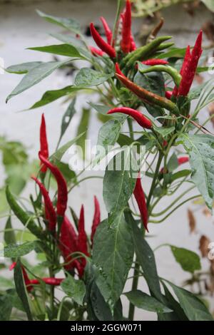 Red chili peppers ready to harvest mixed with green colored ones Stock Photo