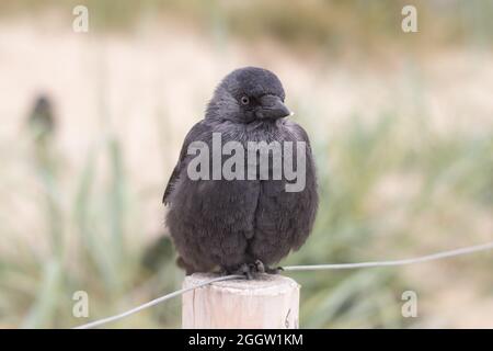 A single jackdaw sitting on a wooden post with fluffed up feathers (Kijkduin, The Hague, The Netherlands) Stock Photo