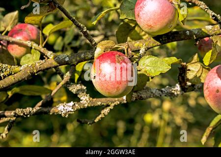 Organic apples. Fruit without chemical spraying. Orchard. Stock Photo