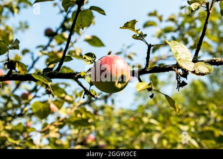 Organic apples. Fruit without chemical spraying. Orchard. Stock Photo