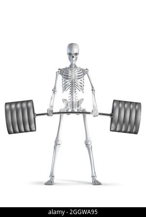 Fitness skeleton deadlift - 3D illustration of male human skeleton figure lifting heavy barbell isolated on white studio background Stock Photo