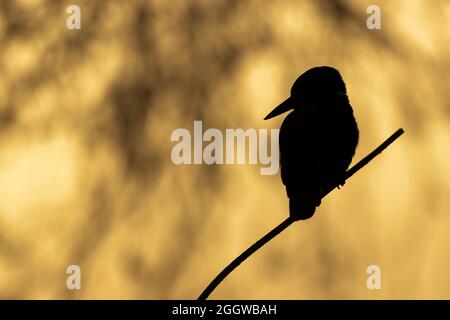 Silhouette of bird perching on tree branch against an orange nature background Stock Photo