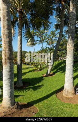 Tall Palm tree tropic plant in Palmetum park , Tenerife, Gran Canaries, Spain Stock Photo