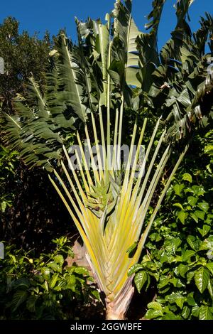 Green palm tree (Ravenala or Traveler palm tree), an ornamental flower that is in the banana family . The leaves are spread out into beautiful shapes Stock Photo