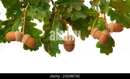 Brown acorns and branch with leaves white background Stock Photo