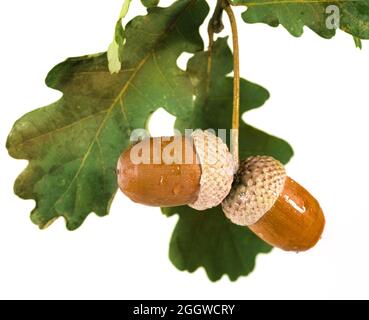 Two brown acorns and branch with leaves wet white background Stock Photo