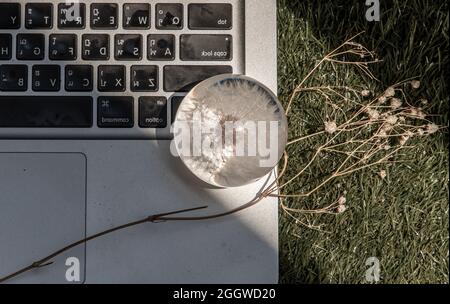 Crepis foetida flower in Glass paperweight on laptop keyboard. Concept for Integration between Technology and Nature. Selective focus. Stock Photo