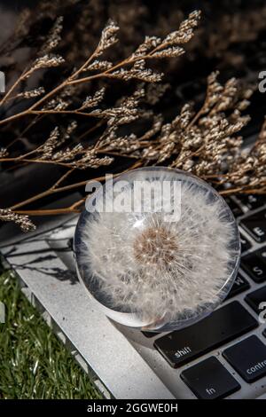 Crepis foetida flower in Glass paperweight on laptop keyboard. Concept for Integration between Technology and Nature. Selective focus. Stock Photo