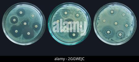 Antimicrobial susceptibility test by diffusion kirby bauer on dark ...