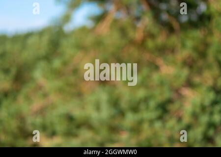 Blurry abstract background tree leaves at sunset Stock Photo