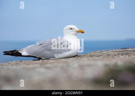 Close up of an adult Herring Gull seabird resting on a sea wall with copy space Stock Photo