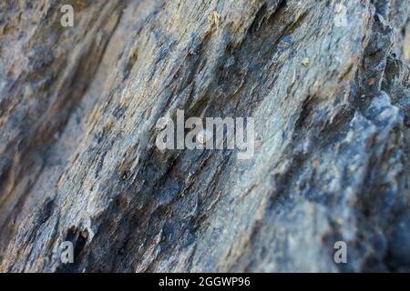 A closeup of seashells on a rock at a beach during low tide Stock Photo