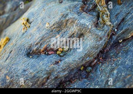 A closeup of seashells on a rock at a beach during low tide Stock Photo