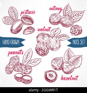 set with a different nuts. hand-drawn illustration Stock Vector