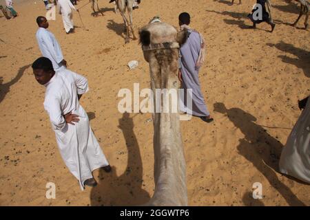Bedouin's man turned around is staying in the middle of his two decorated camels looking for tourists who are riding on camels in the background. Stock Photo