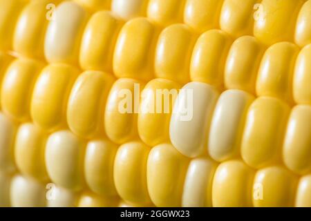 Raw Yellow Organic Corn on the Cob in the Husk Stock Photo