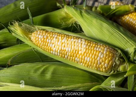 Raw Yellow Organic Corn on the Cob in the Husk Stock Photo