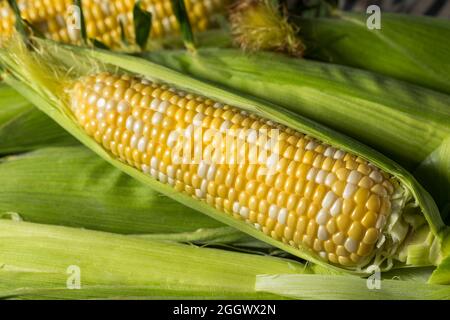 Raw Yellow Organic Corn on the Cob in the Husk Stock Photo