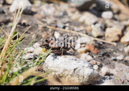 Podisma pedestris, a species of short-horned grasshopper, in the Hohe Tauern mountain range, Austria Stock Photo