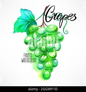 grape vine, grape, color hand drawn vector illustration realistic