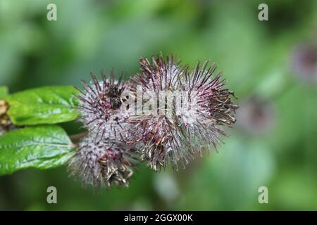 Common Burdock Flower and Seed Heads Covered in Spider Webs, Arctium, lappa, Arctium minus, Northern England, UK Stock Photo