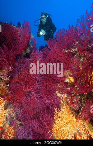 Taucherin betrachtet Rote Gorgonie (Paramuricea clavata), Mittelmeer-Fächerkoralle, farbwechselnde Gorgonie, Mittelmeer